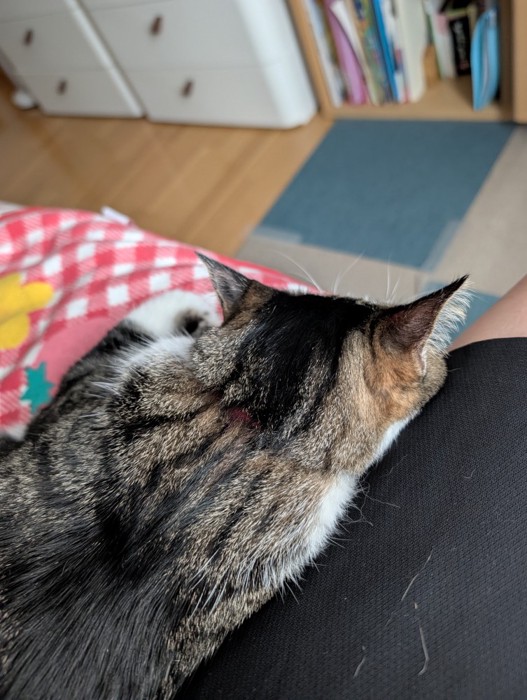 猫の後頭部