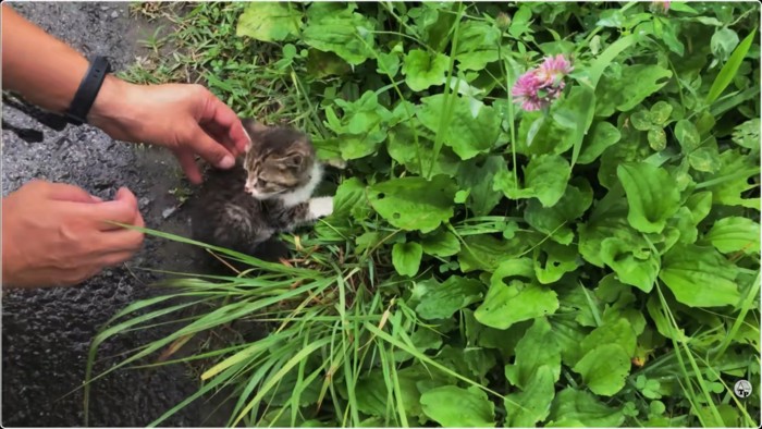 飼い主さんの手と逃げ腰の子猫