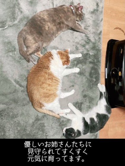 寝ている3匹の猫