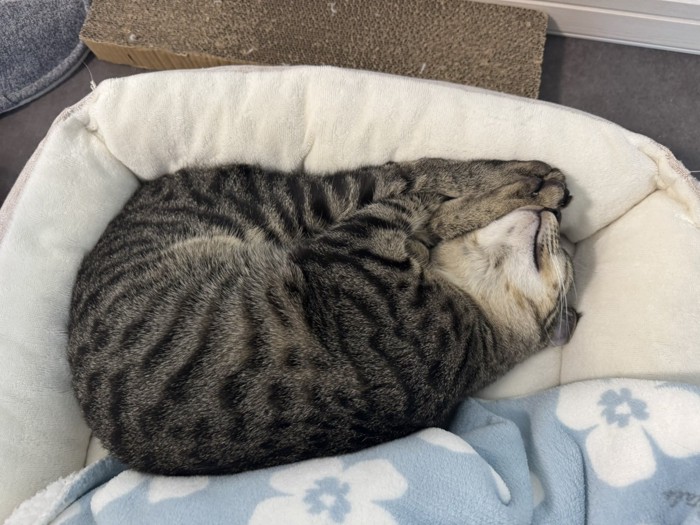 体を綺麗に折りたたんで眠る猫