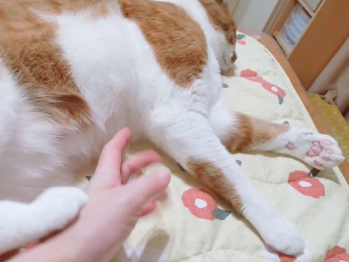人の手を後ろ足で蹴る猫