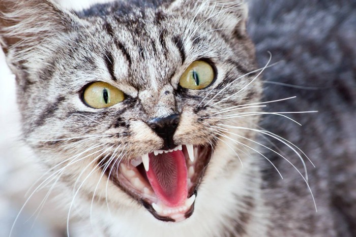 可愛い猫を撫でる