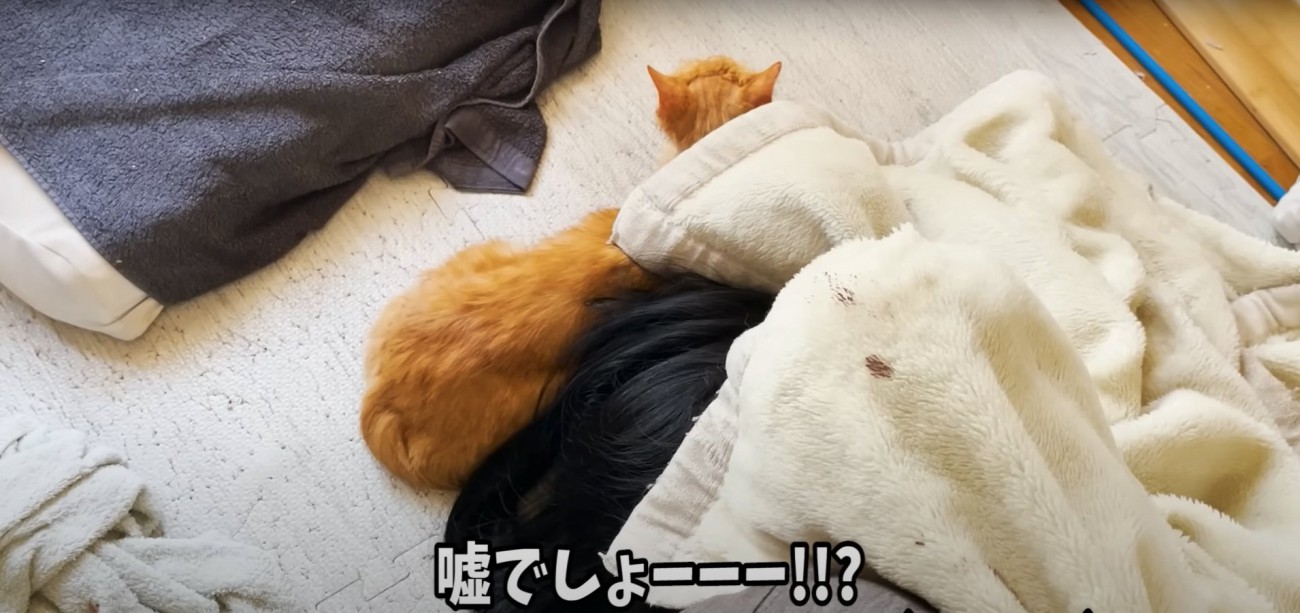 飼い主の頭に添い寝する猫