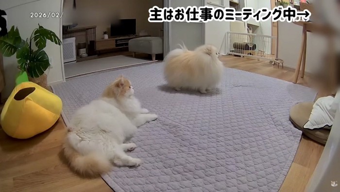 ミーティング中の主