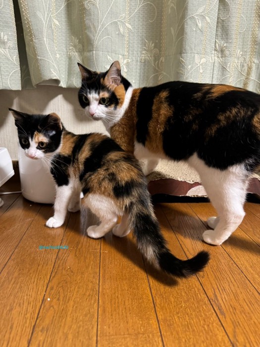子猫と成猫