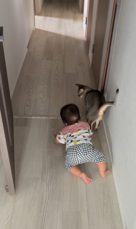 猫とハイハイする赤ちゃん