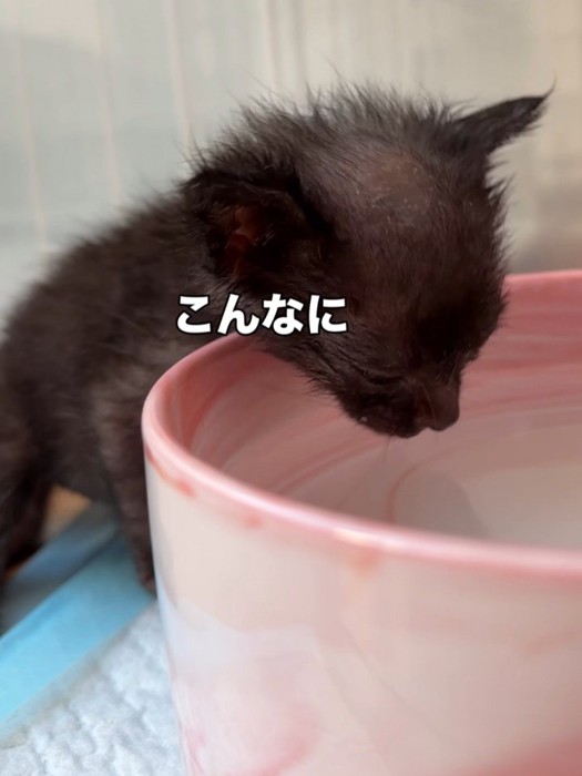 水を飲もうとする黒い子猫