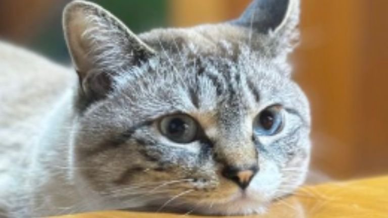 テーブルに頭を乗せている猫