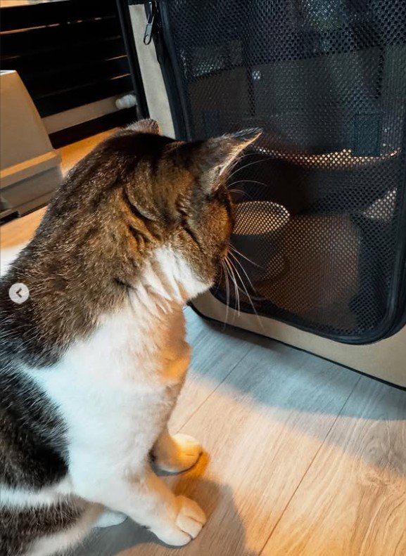 子猫を見ている猫