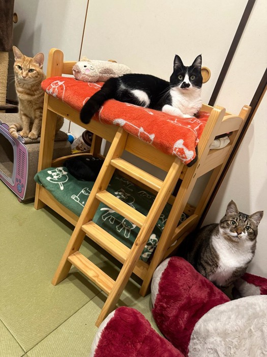 ベッドに集まる3匹の猫