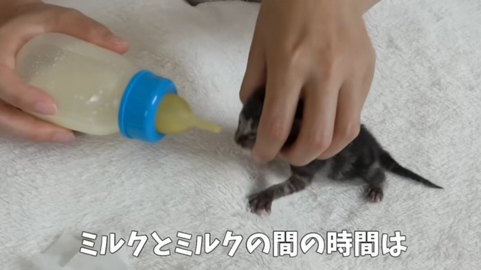 ミルクを飲む直前の子猫