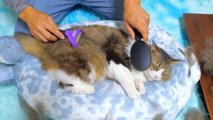 2本のブラシでお手入れされる猫
