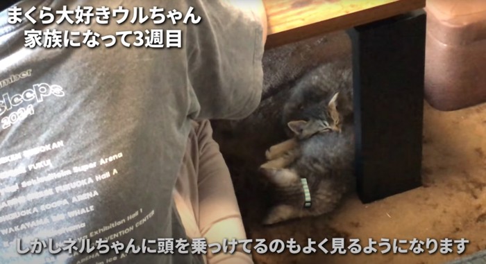 くっついて眠る子猫たち