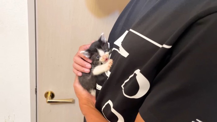 こちらを向く子猫