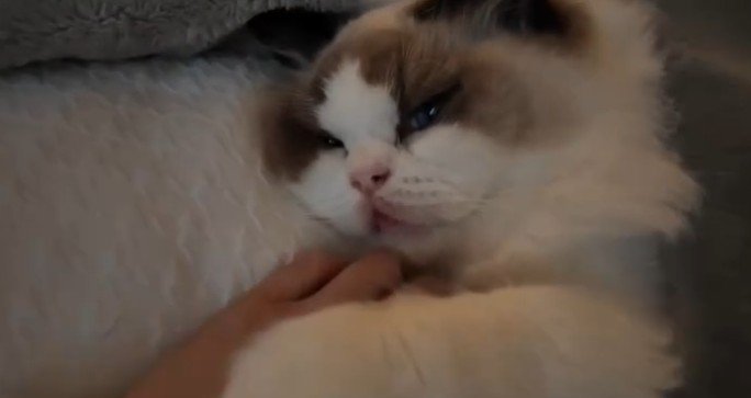 半目の猫と人間の手