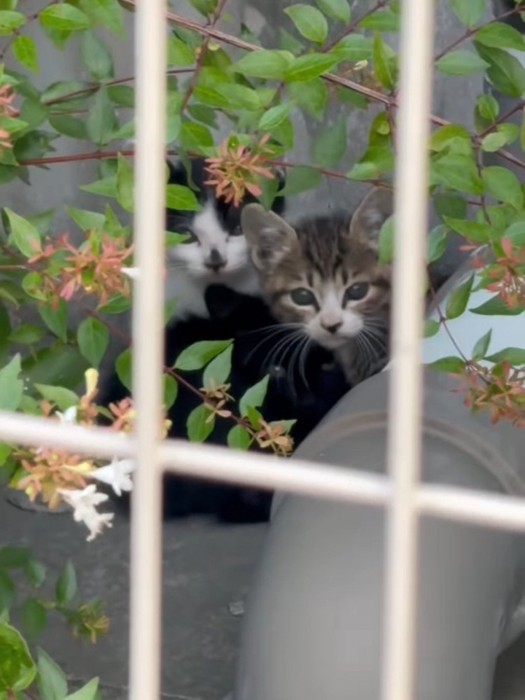 隠れている子猫たち