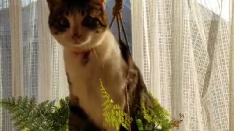 プランターに乗っている猫