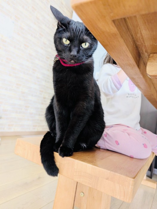 女の子と一緒に椅子に座る黒猫