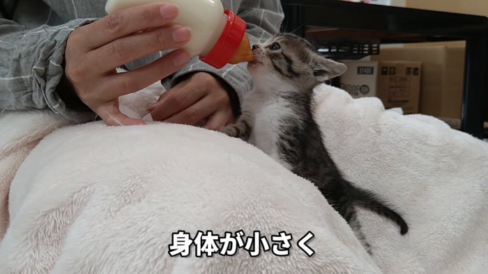 ミルクを飲む子猫