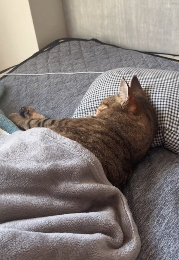 眠るししゃもくん