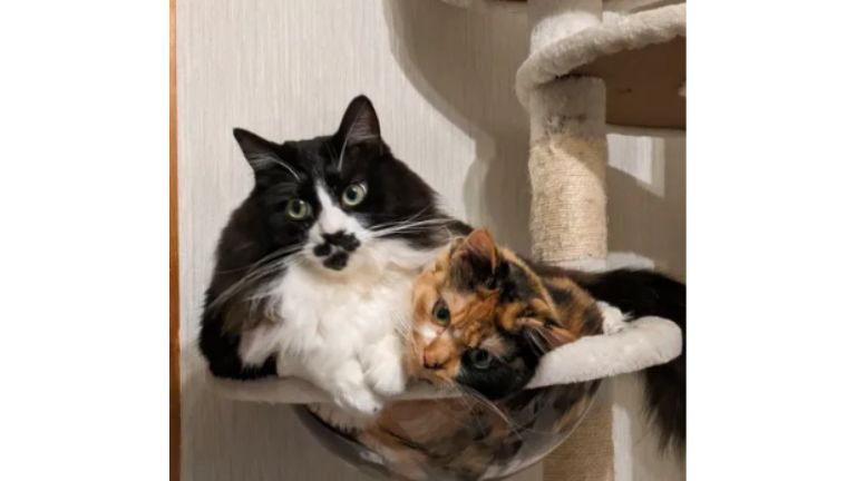 キャットタワーにいる猫たち