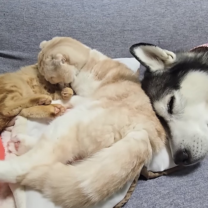 子猫の胸元を舐める猫の写真