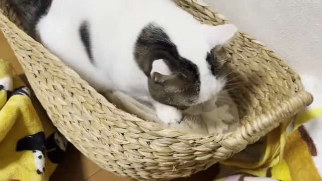 カゴの中でフミフミする猫