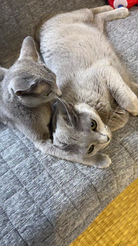 子猫と一緒にソファで横になる成猫