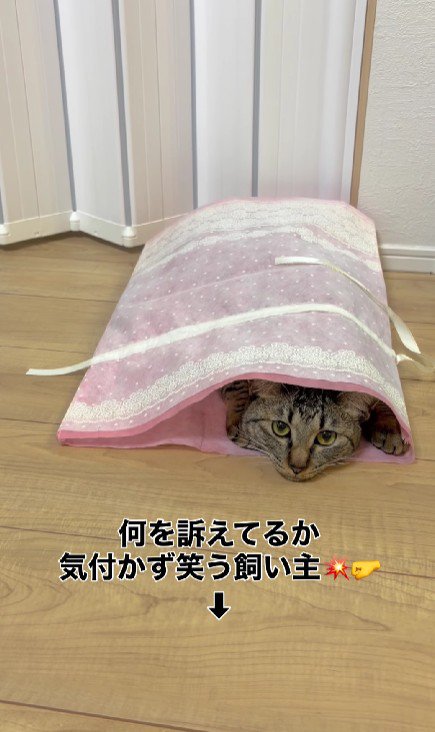 袋に入った猫