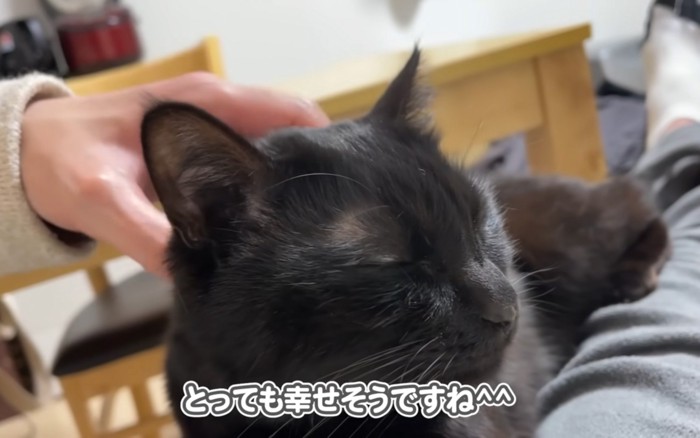 撫でられる猫