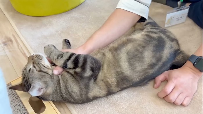 甘えるコダマくん