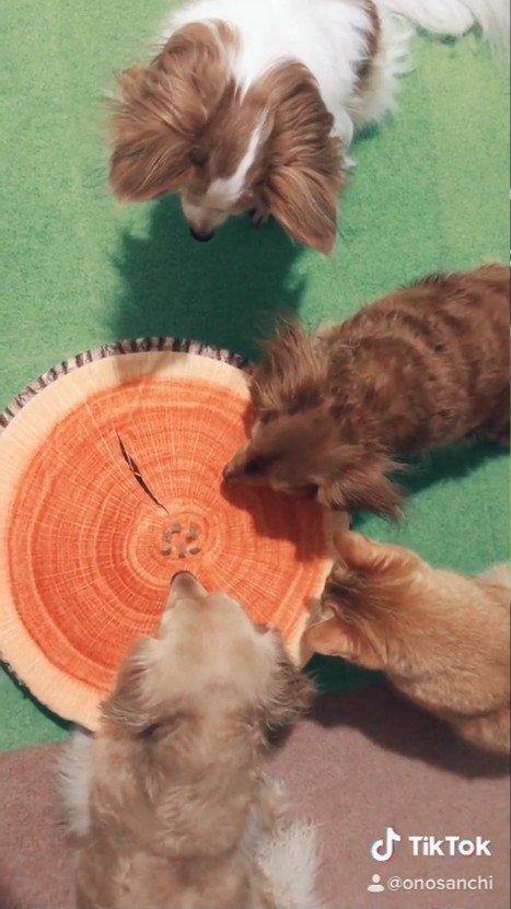 上から見た犬と猫