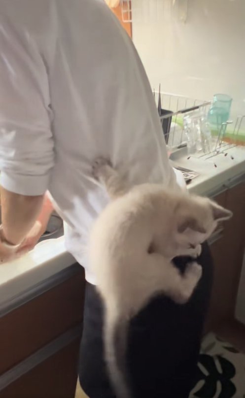 飼い主の腰のあたりに張り付いて下を見ている子猫