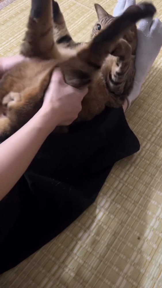 後ろ足を持たれる猫