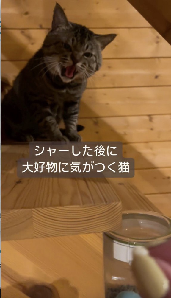 飼い主さんにシャーする猫