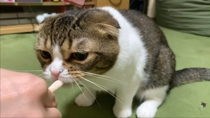 おやつに食いつく