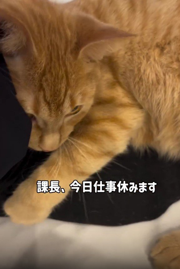 足にしがみつく猫