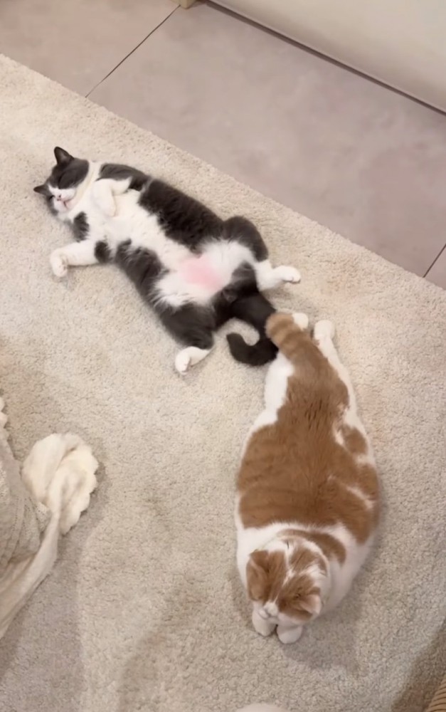 仰向けで眠る猫