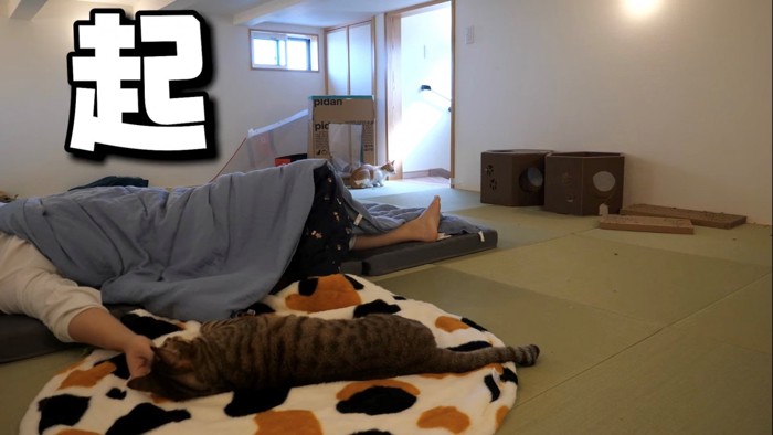 飼い主さんに撫でてもらう猫