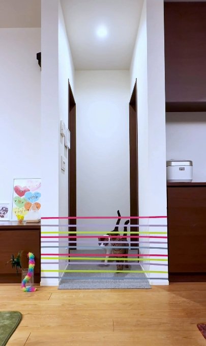 家の中に張ってあるテープを見る猫達