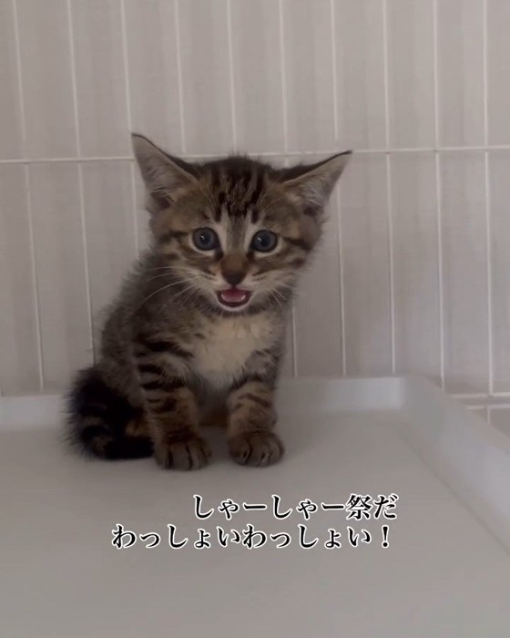 座って口を開けている子猫