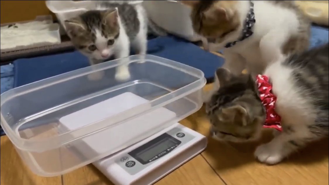 計量器を見つめる子猫たち