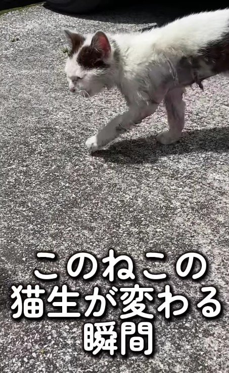 ボロボロの猫