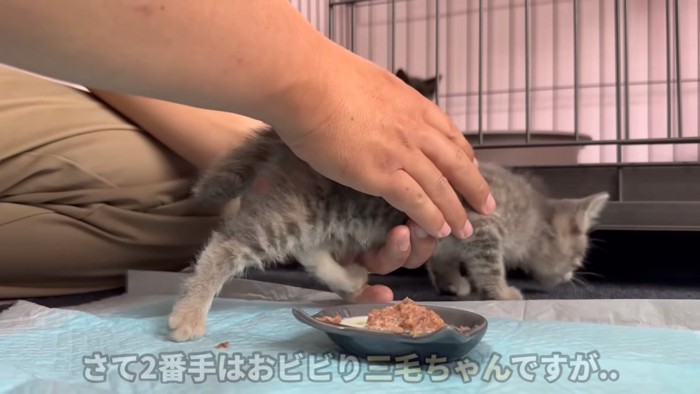 逃げる三毛ちゃん