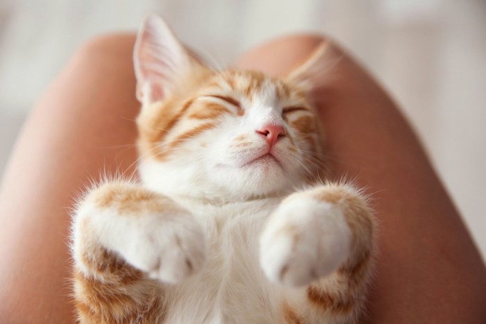 膝の上で眠る子猫