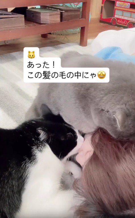 2匹の猫に甘えられる飼い主