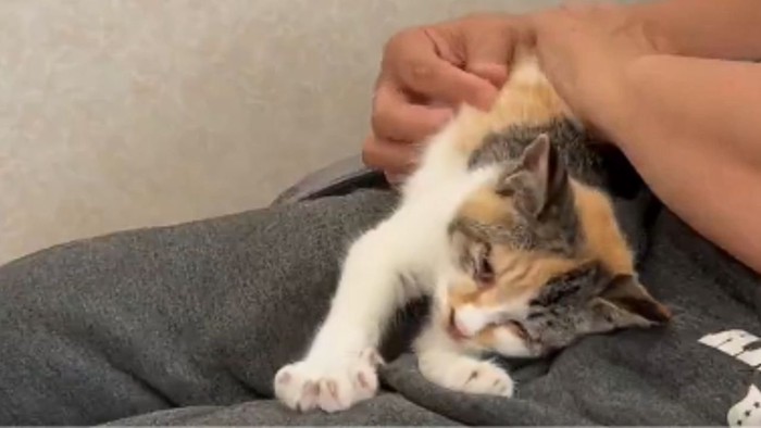 人の膝の上で甘える子猫