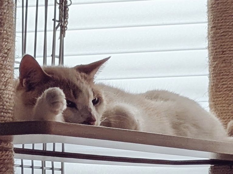 暑さで天板に体をつけて溶けている猫