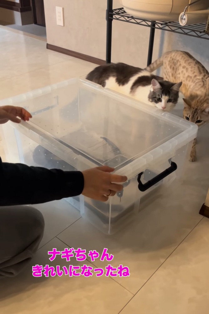 ケースを見ている2匹の猫