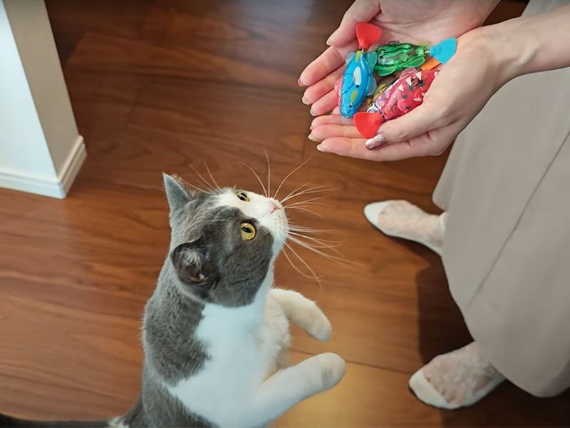 飼い主の手をのぞく猫